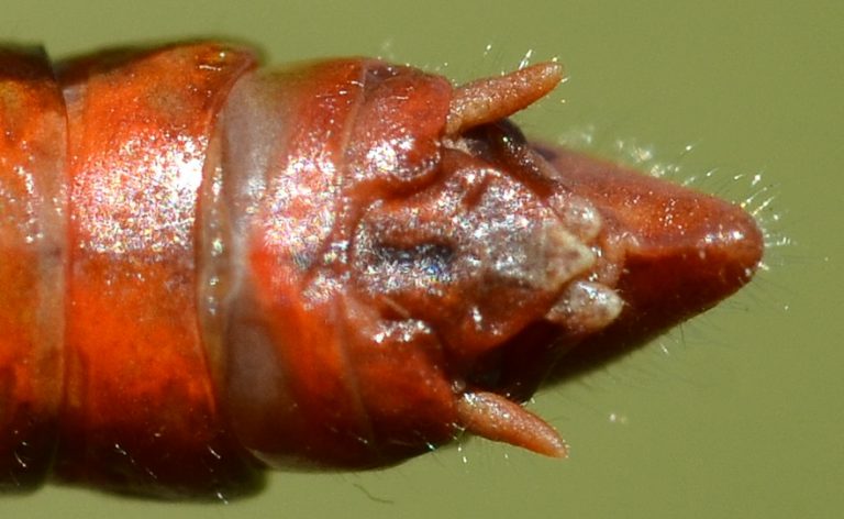 Stenobothrus lineatus