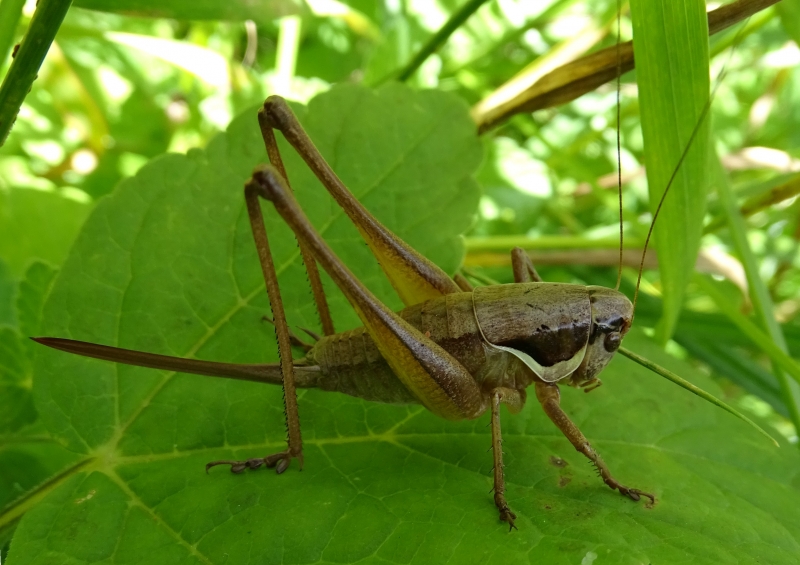 Fragrant Year harvest Pholidoptera_littoralis - Magyarország Orthoptera faunája